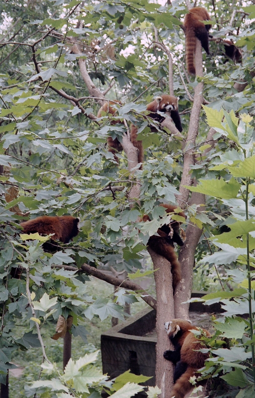 Giant panda, Xian China 5.jpg - Pandas